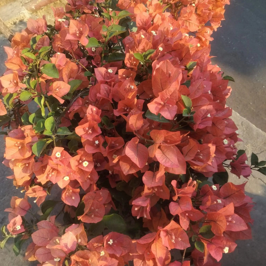 Brown Bougainvillea flower seeds