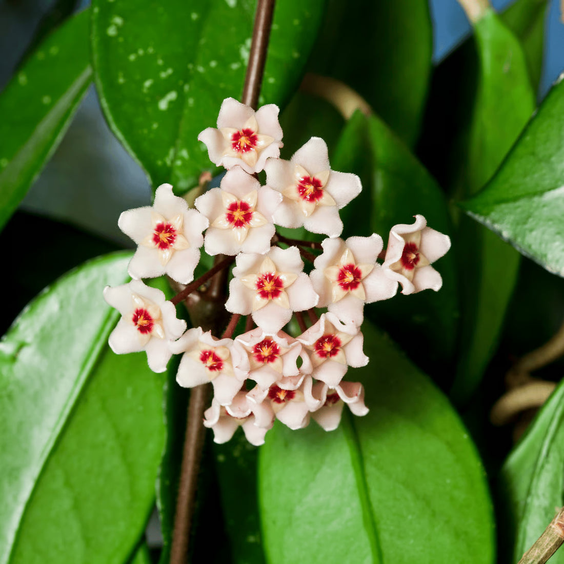 Peach Pink flower seeds