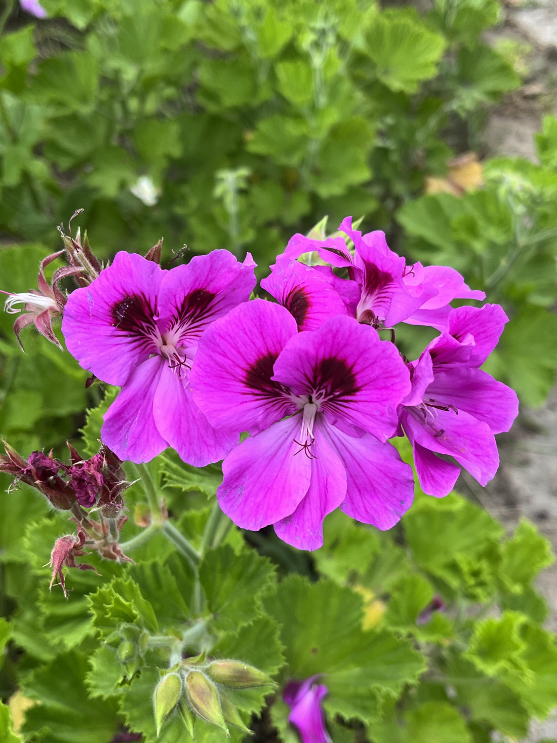 Purple Geranium flower seeds