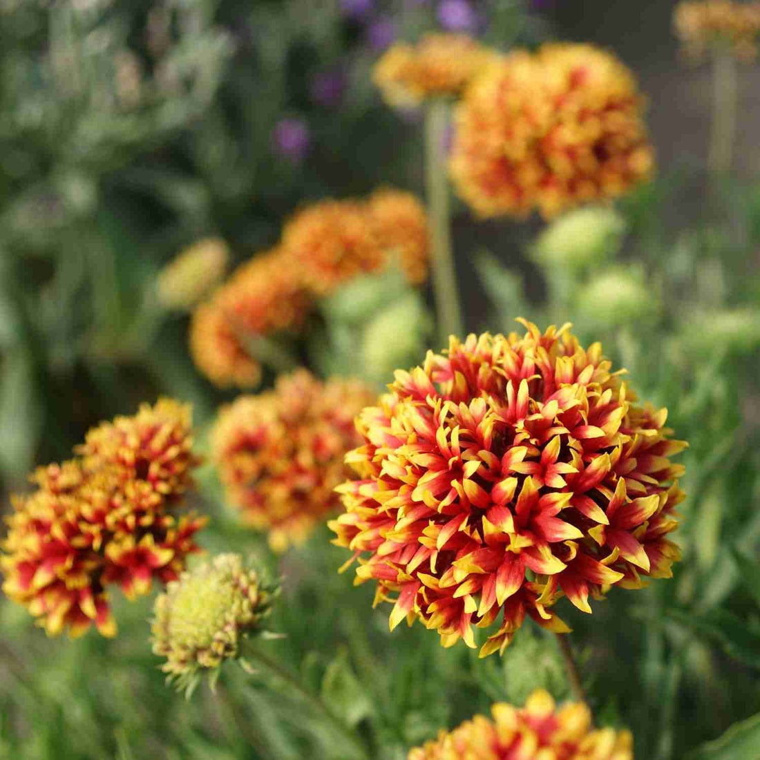 Gaillardia Sundance flower seeds