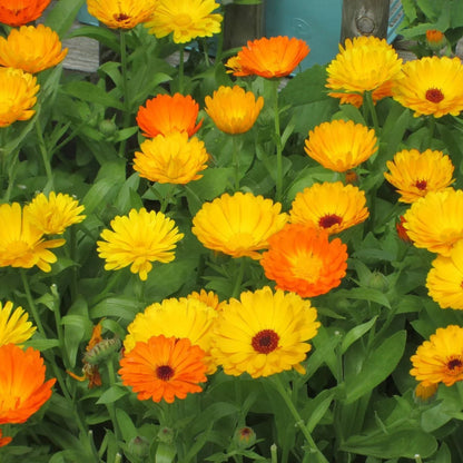 Calendula flower seeds