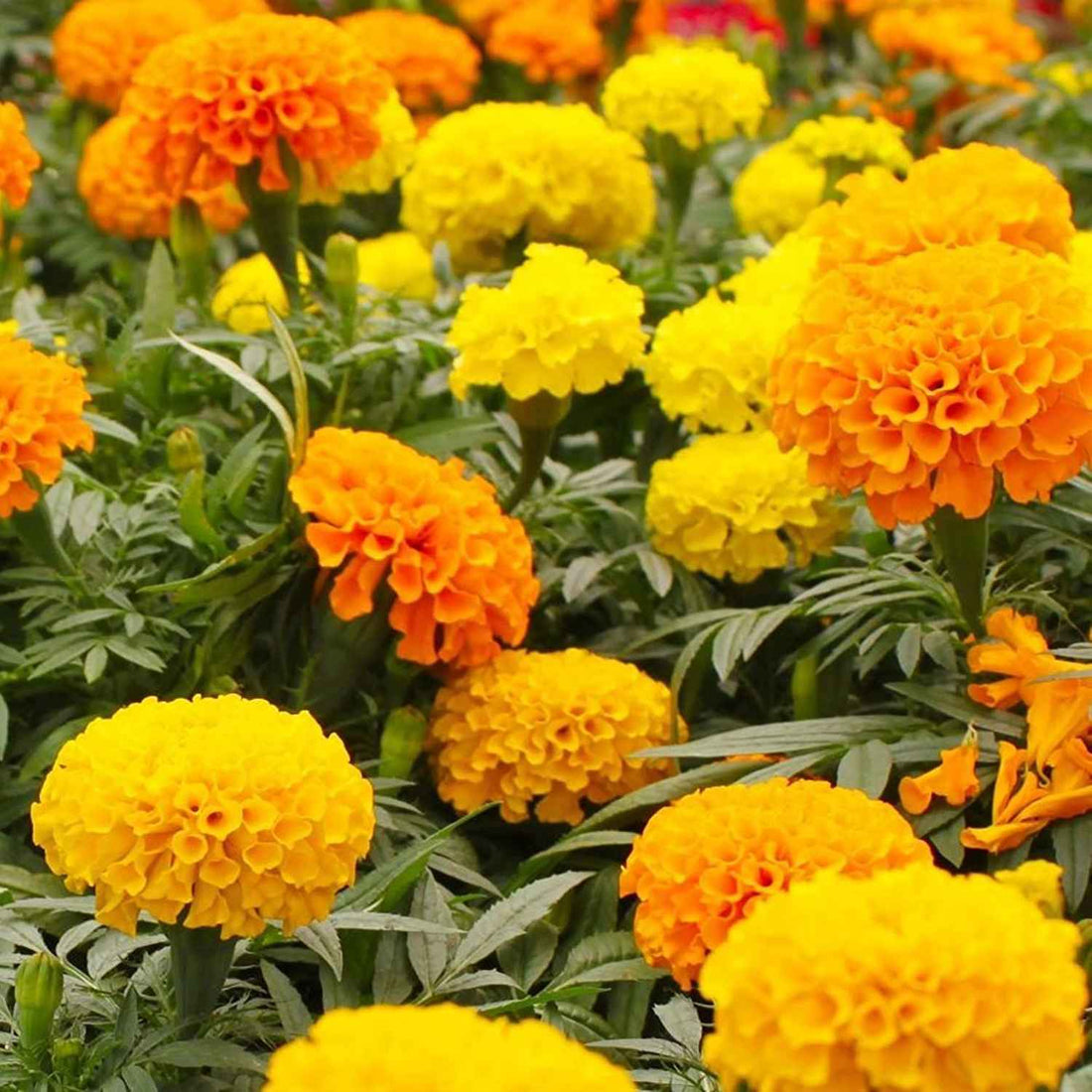 African Marigold flower seeds