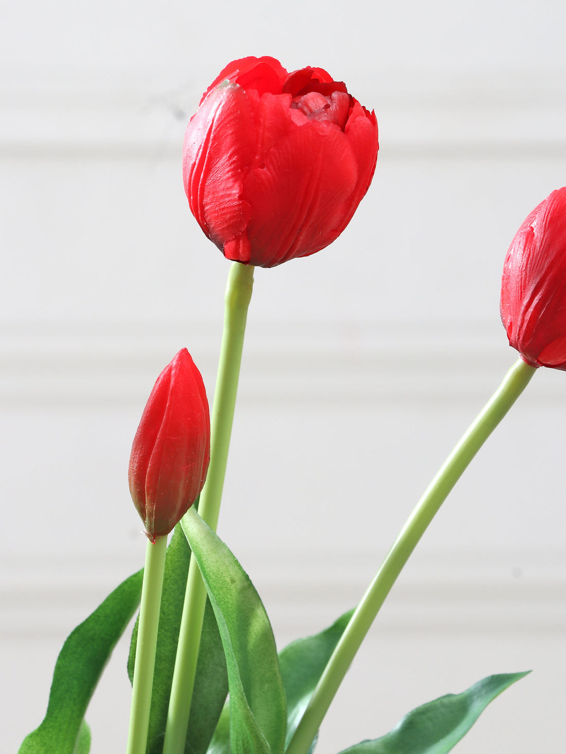 Tulip flower seeds