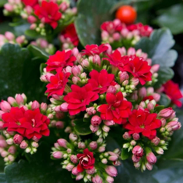 Kalanchoe flower seeds