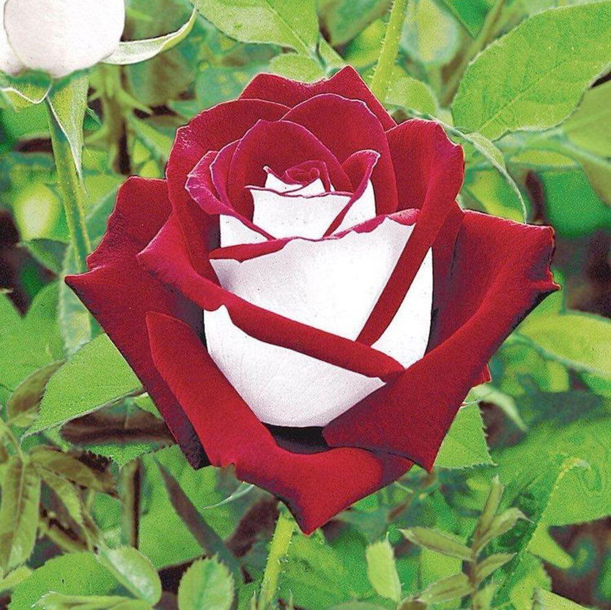 Hybrid Tea Rose plant