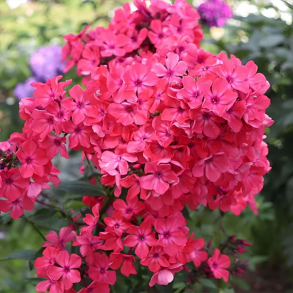 Annual Phlox plant