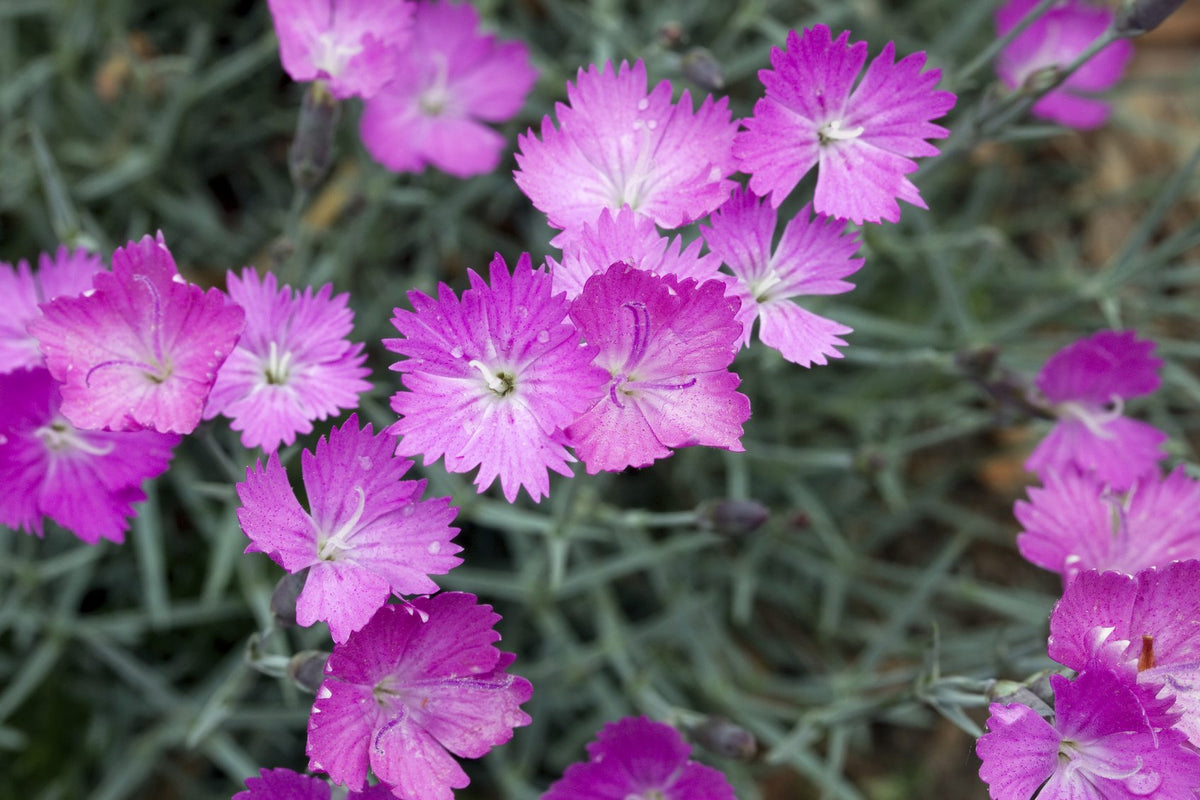 Cheddar Pink plant