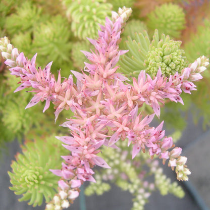 Stonecrop Sedum Pulchellum plant