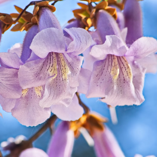 Fortunei Paulownia plant