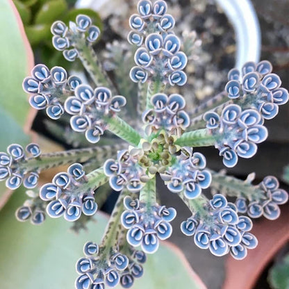 Dark Blue Kalanchoe plant