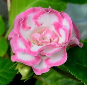 Pink White flower seeds