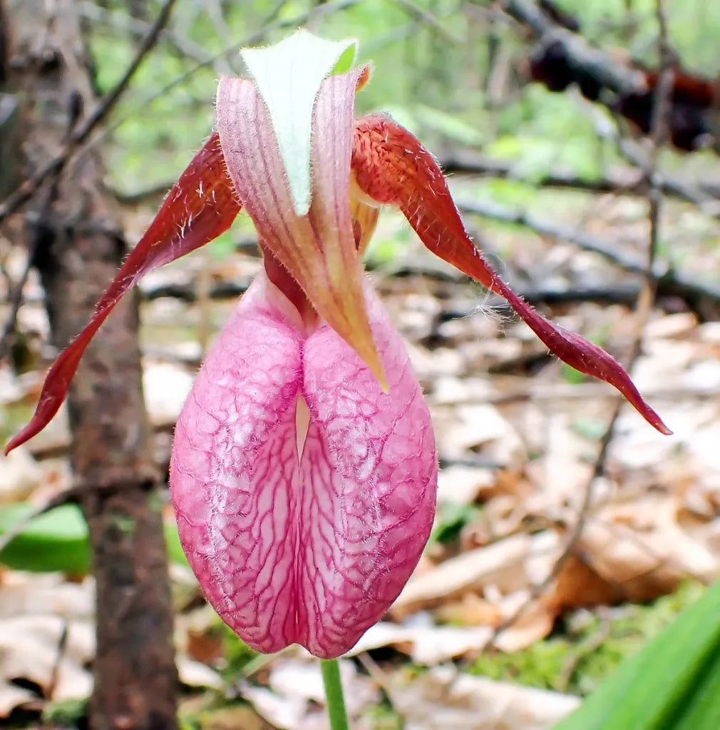Lady'S Slipper flower seeds