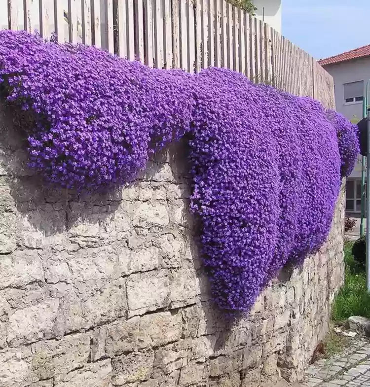 Rock Cress flower seeds