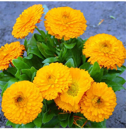 Yellow Pot flower seeds