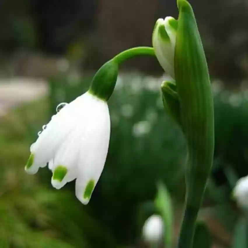 White Galanthus flower seeds