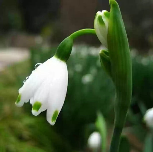 White Galanthus flower seeds