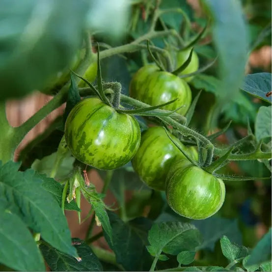 Green Zebra Tomato Seeds