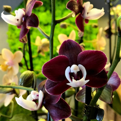 Chocolate Phalaenopsis flower seeds