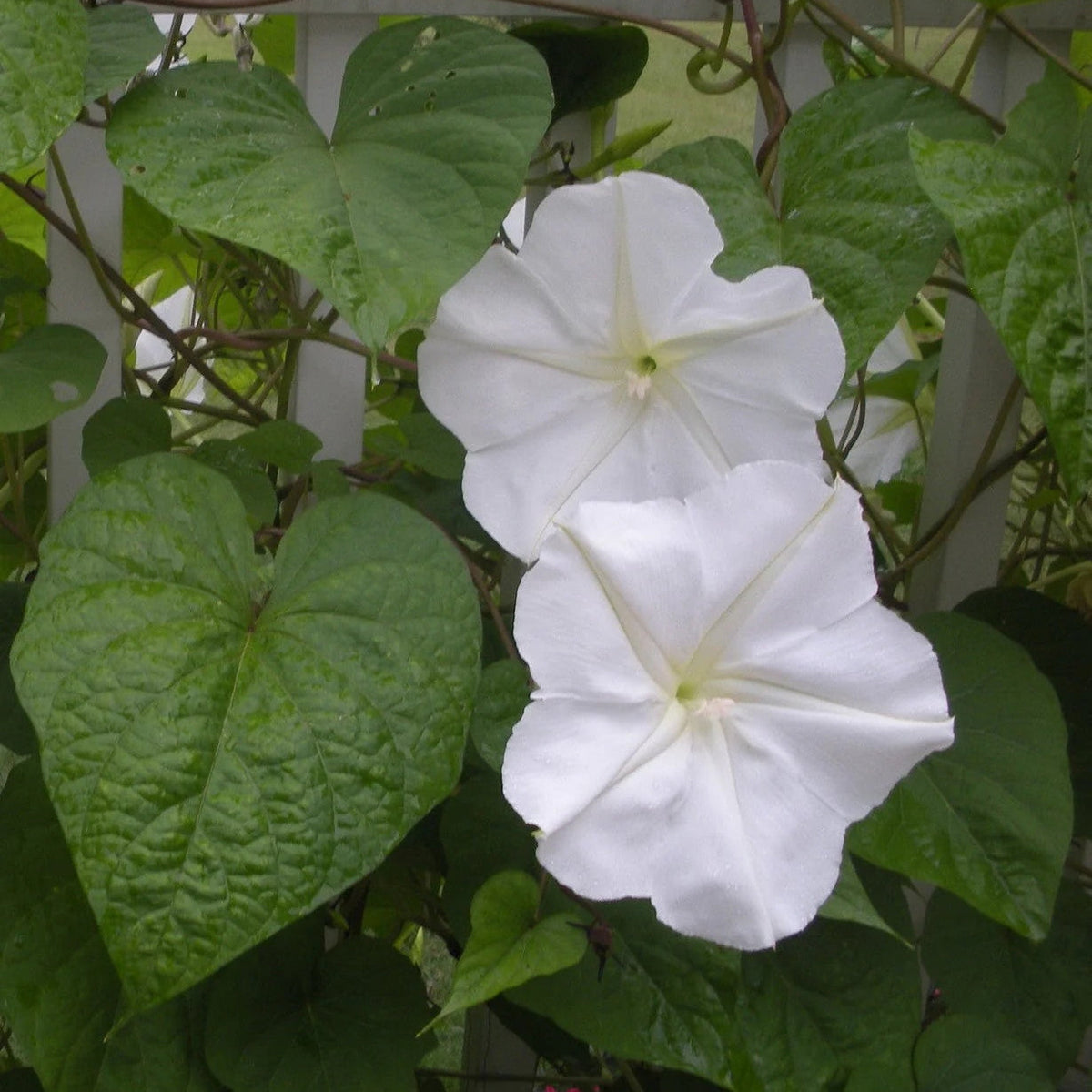 White Moon Vine plant