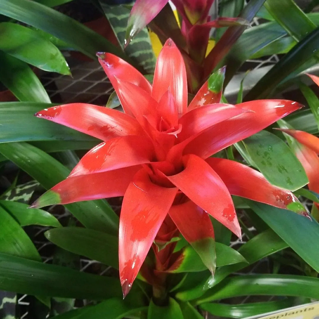 Red Bromeliad flower seeds