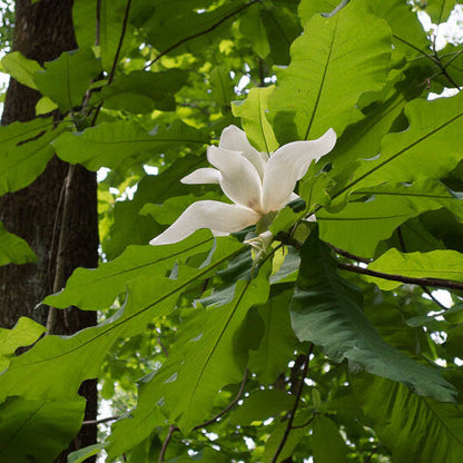 Magnolia macrophylla Magnolia plant