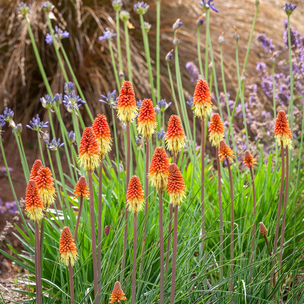 Red Kniphofia flower seeds
