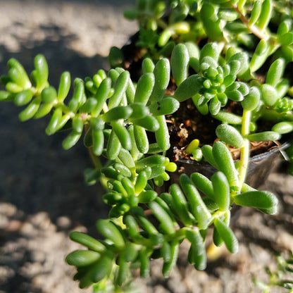 Green Sedum flower seeds