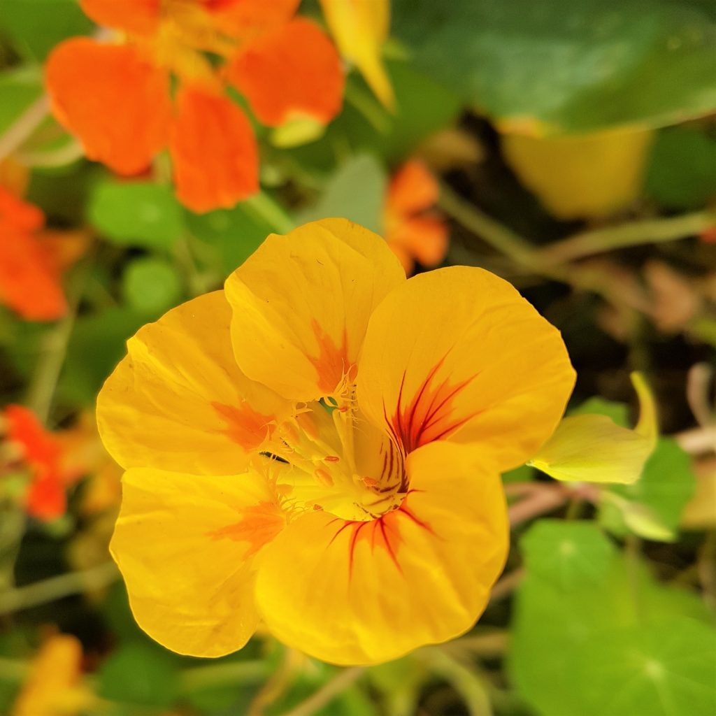 Light Yellow flower seeds