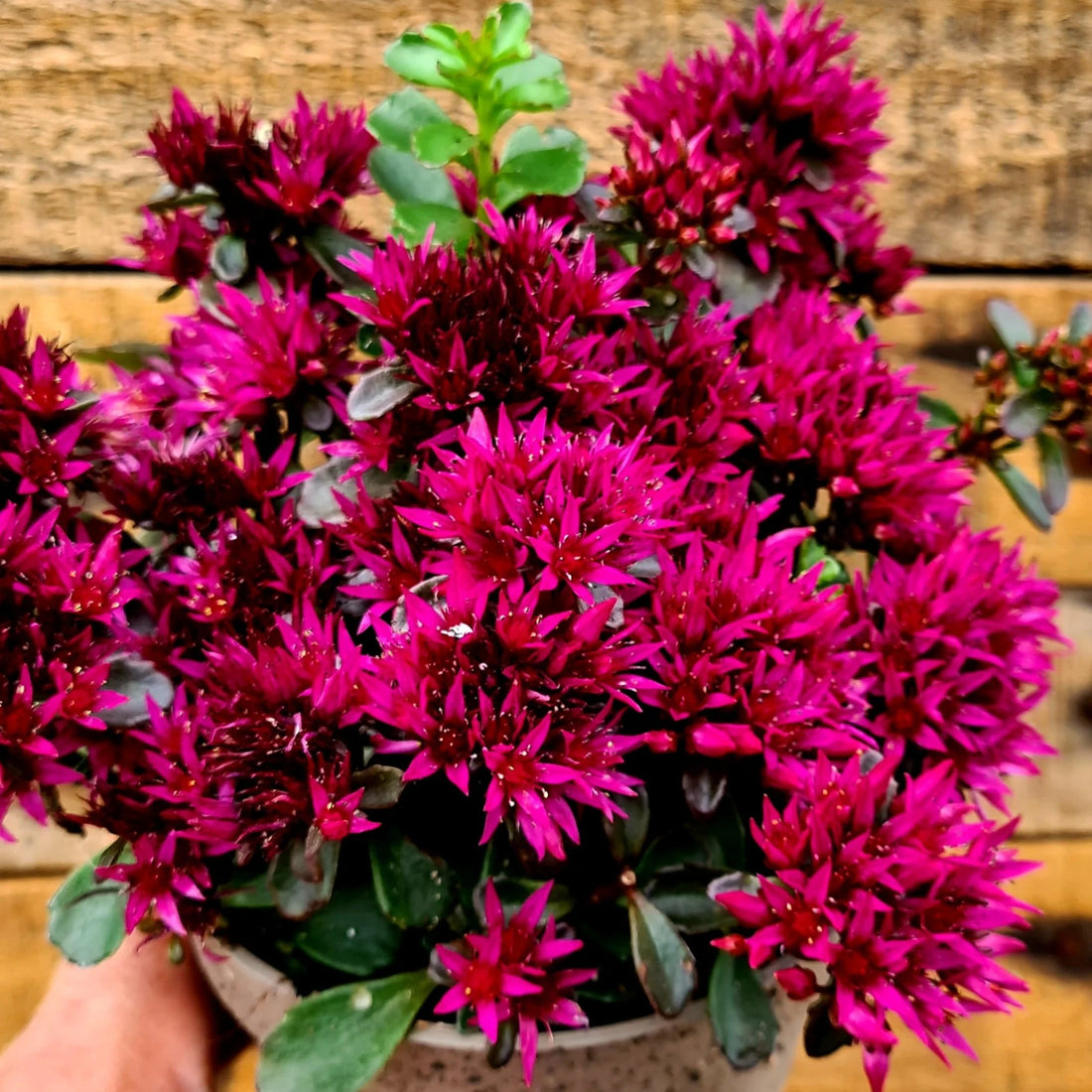 Sedum Spurium flower seeds