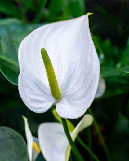 White Anthurium flower seeds