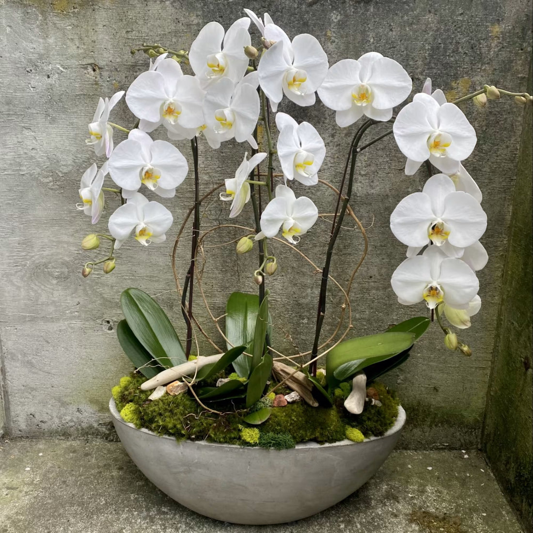 White Phalaenopsis flower seeds