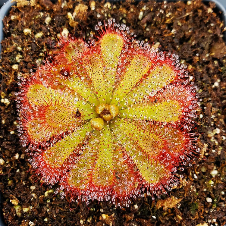Alice Sundew plant