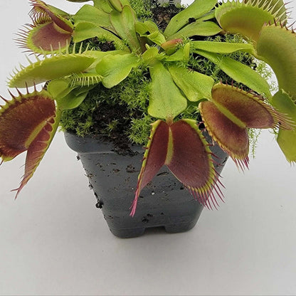 Giant Venus Flytrap plant