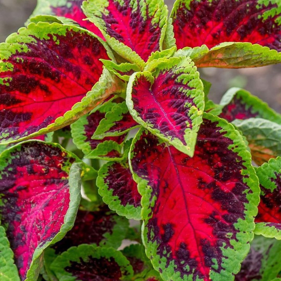 Green Pink flower seeds