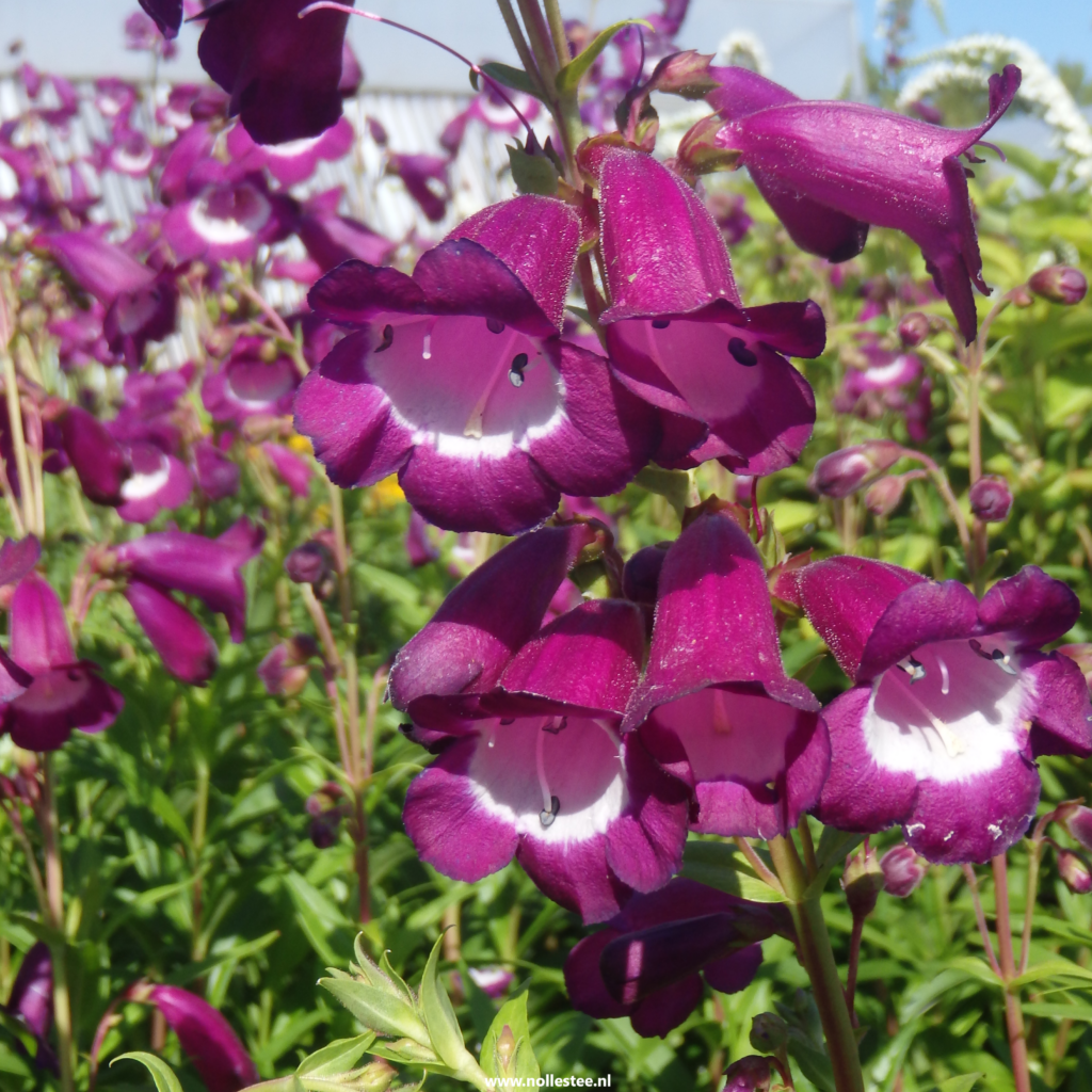 Purple Mexicali flower seeds