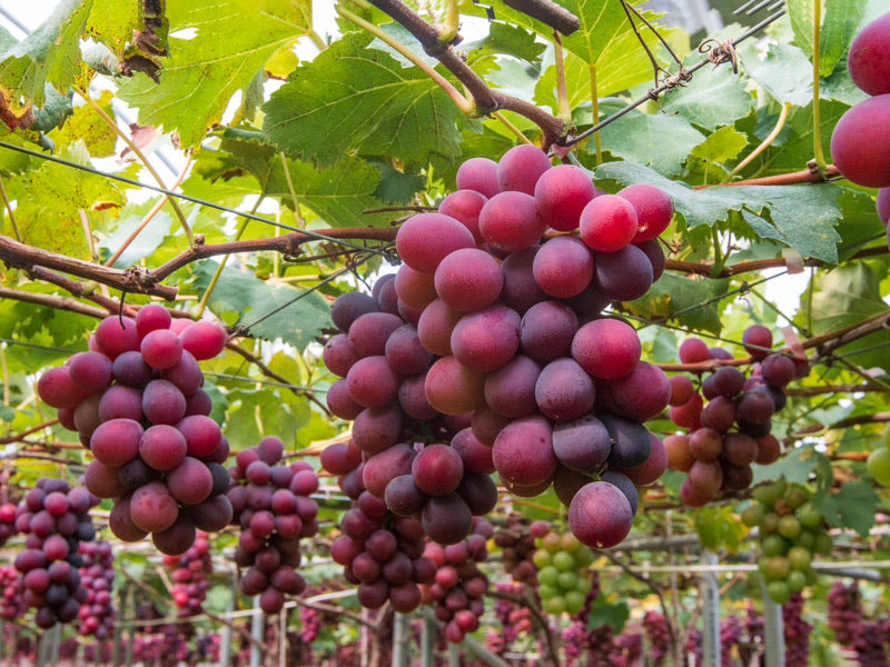 climbing grape seeds