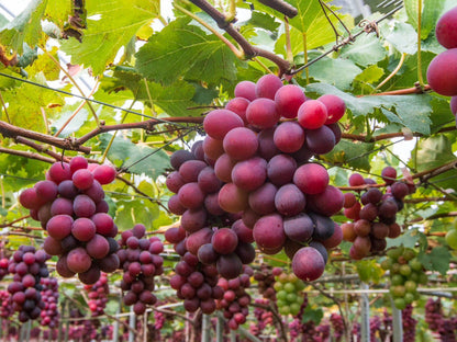 climbing grape seeds