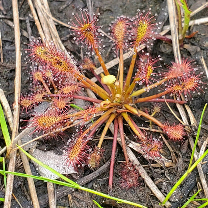 Drosera Carnivorous Sundew plant