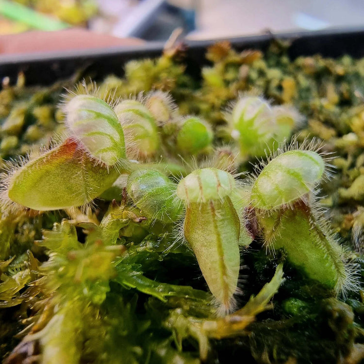 Albany Pitcher Plant plant