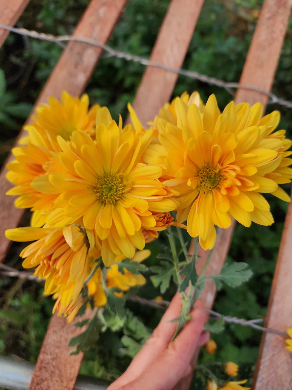 Sunshine flower seeds