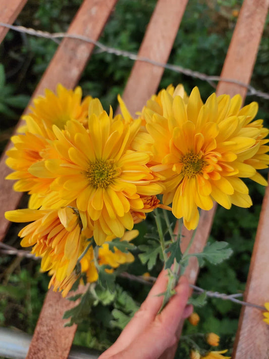 Sunshine flower seeds