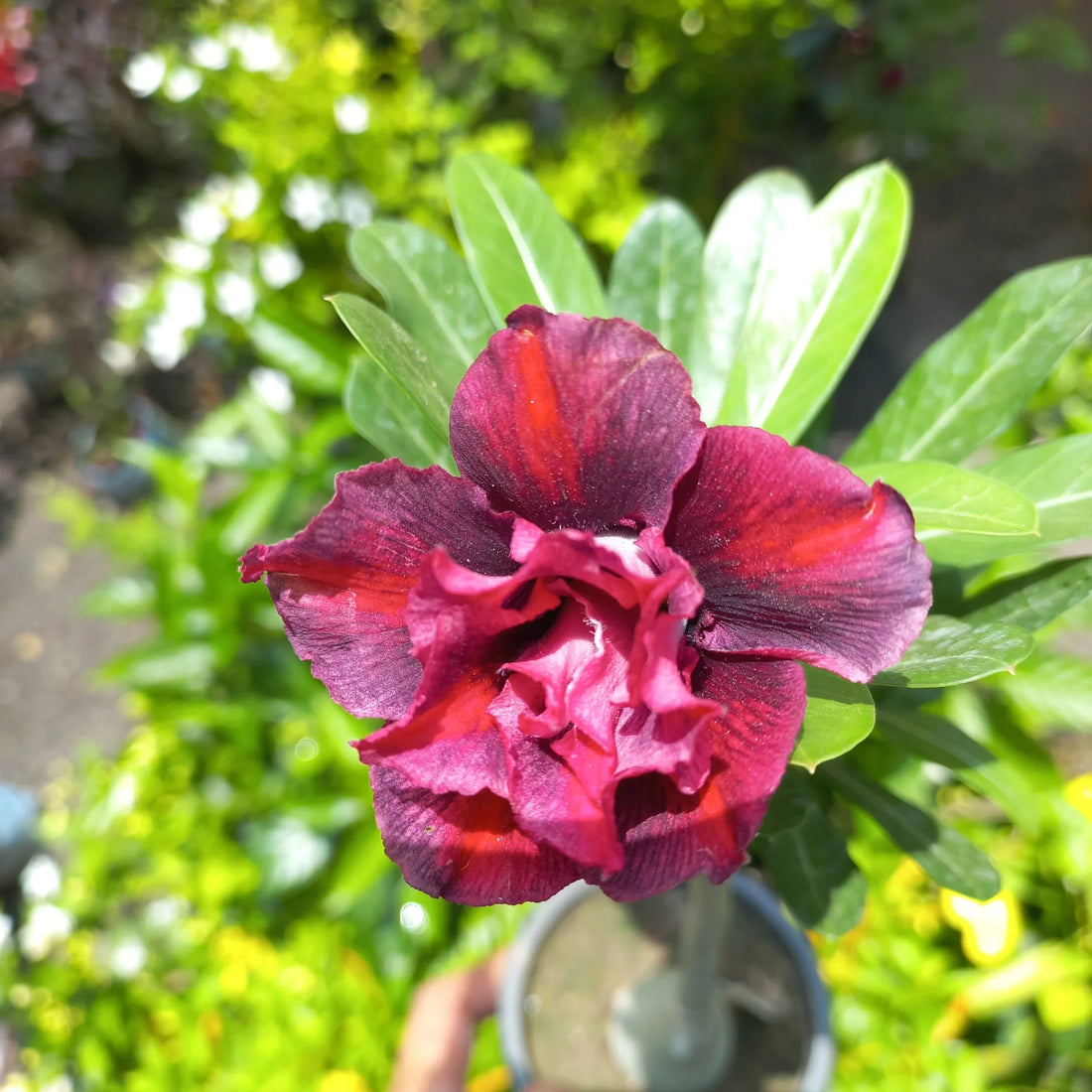 Burgundy Adenium flower seeds