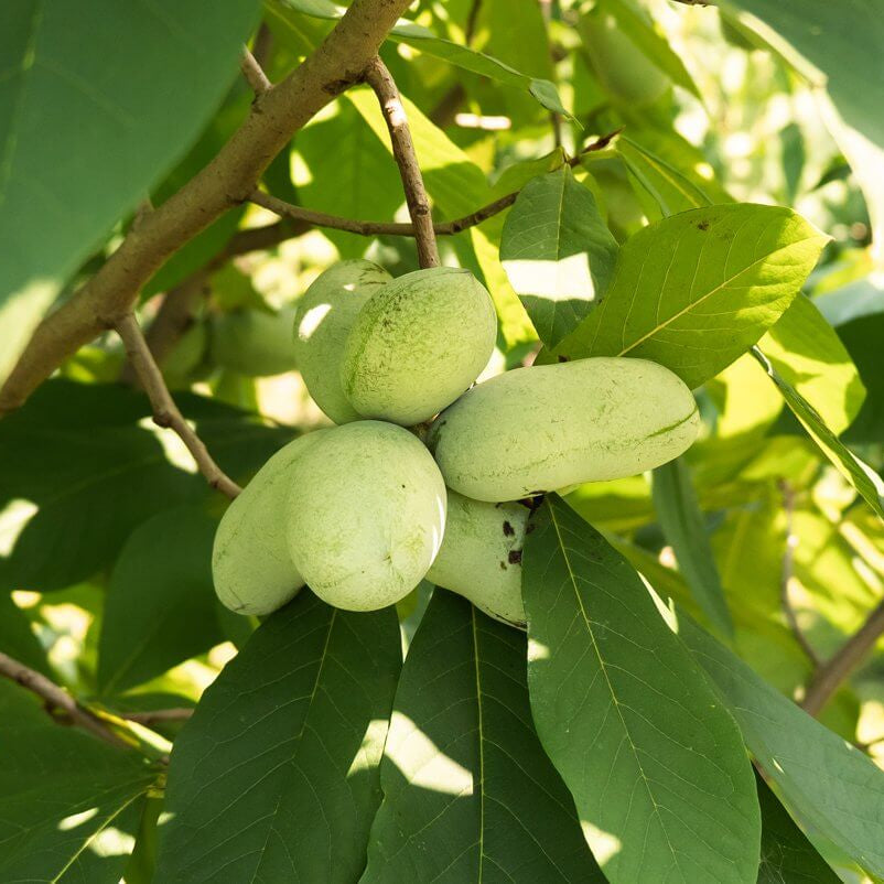 Cultivated Improved Pawpaw plant