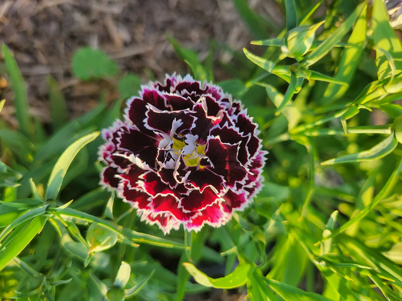 Black and White Dianthus Flower Seeds for Planting – Heirloom Non-GMO Garden Seeds