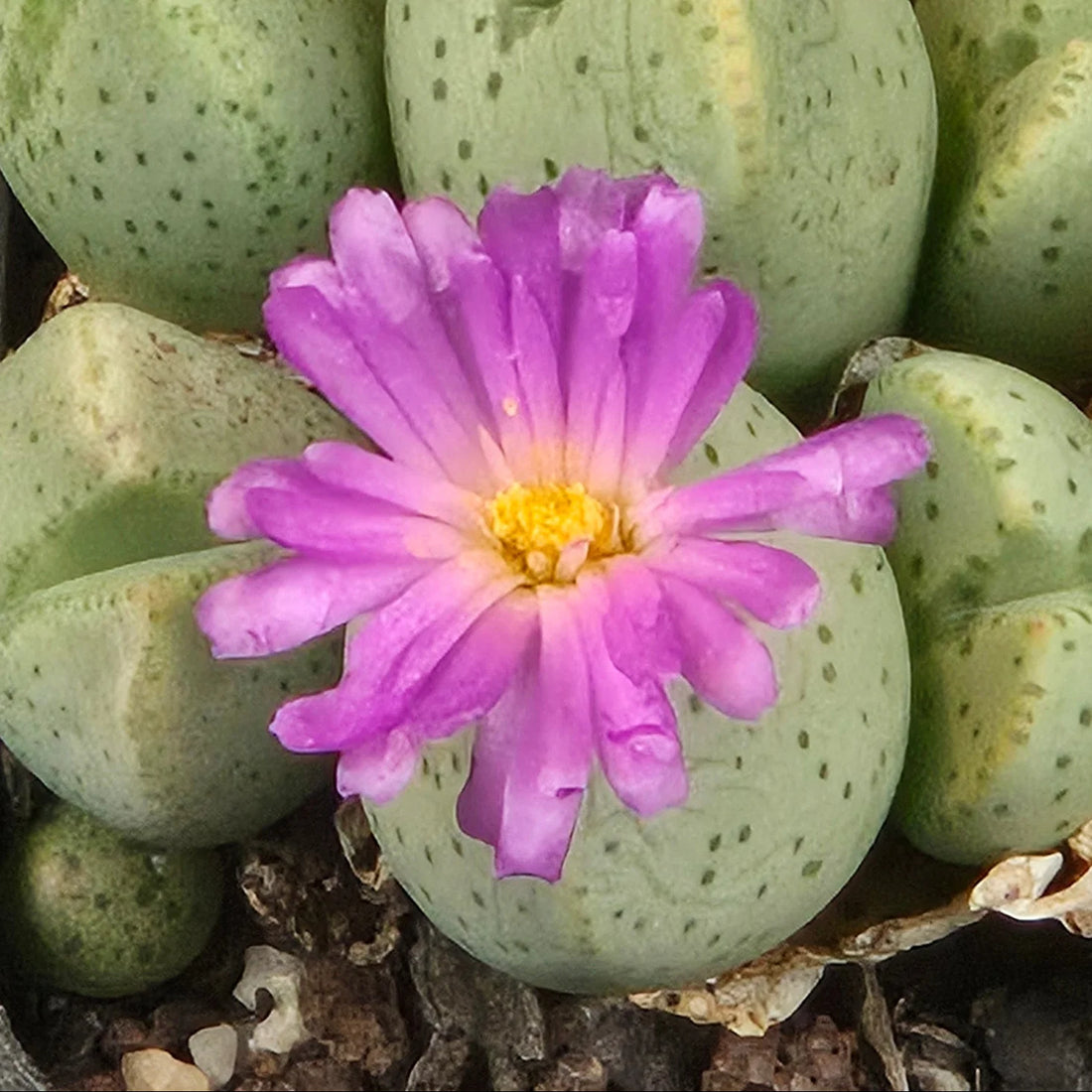 Green Conophytum flower seeds