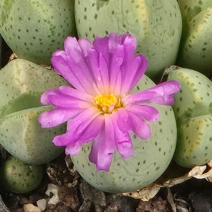 Green Conophytum flower seeds