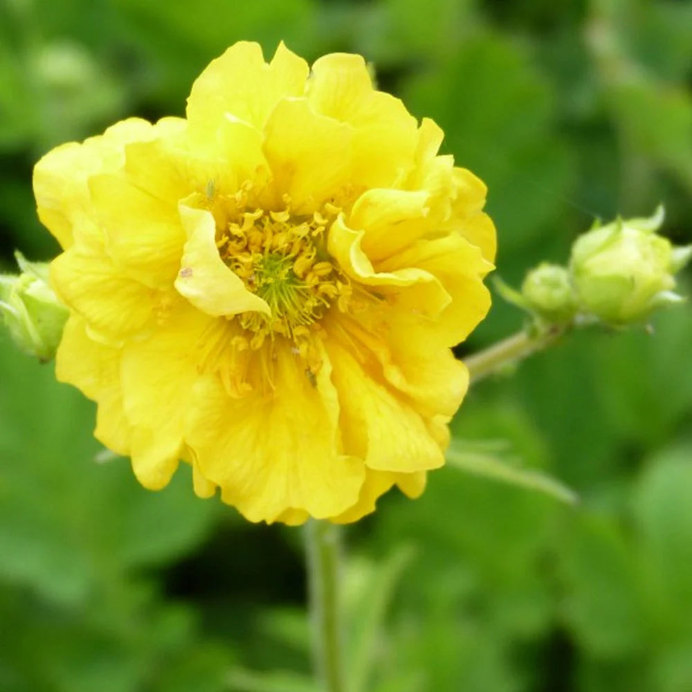Yellow Avens flower seeds