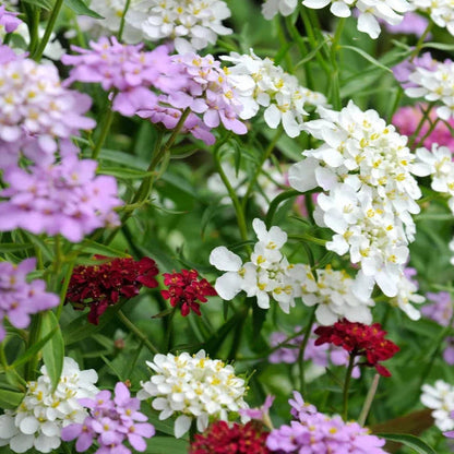 Candytuft flower seeds