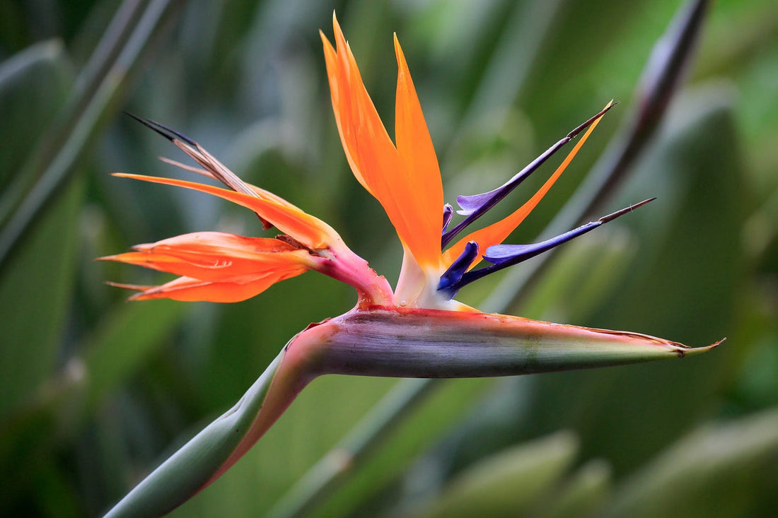 Strelitzia Reginae flower seeds
