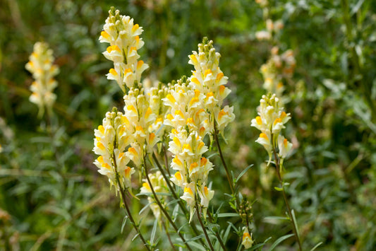 Toadflax flower seeds